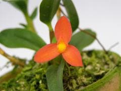 ޥꥢ ե˥Max.sophronitisڲ֤ʤ