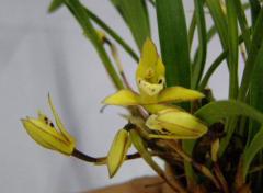 ޥꥢ sp. 1051Max.sp. 1051ڲ֤ʤ