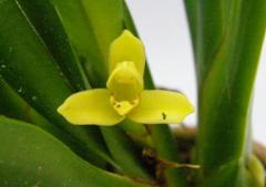 ޥꥢ 饷եꥢMax.crasifoliaڲ֤ʤ