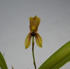 ꥫ 󥲥Mormoryca lyngensڲ֤ʤ