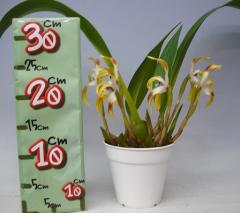 �ޥ�����ꥢ �ȥ���ꥹMax.triloris�ڲ֤ʤ�����