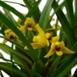 ڲ֤ʤ ޥꥢ Хꥢӥꥹ ƥʥʡ Max.(Molca.)variabilis Nana (Yellow)  2.5ȭ 20cm ֥(BS)