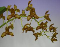 ����ޥ󥮥� ���ꥷ��Grams.ellisii�ڲ֤ʤ�����