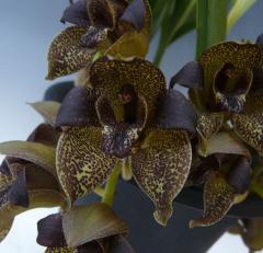 ����ޥ󥮥� �����ڥ�ե�����Grams.stapeliflora�ڲ֤ʤ�����