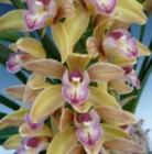 ����ӥ��塼�� ���硼��ƥ��顼 �ƥߥꥪ�󥭥å���<BR>Cym.Joan Tayor ��Million Kiss�ǡڲ֤ʤ�����