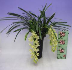 ����ӥ��塼�� �����������㥹������ �ƥ���ӡ�����Cym.Yellow Cascade ��Lemon Bease�ǡڲ֤ʤ�����