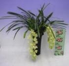 ����ӥ��塼�� �����������㥹������ �ƥ���ӡ�����<BR>Cym.Yellow Cascade ��Lemon Bease�ǡڲ֤ʤ�����