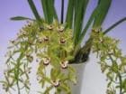 ����ӥ��塼�� �ƥ������åɥ���ե���󥹡�<BR>Cym. ��Orchid Conference�ǡڲ֤ʤ�����
