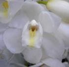 ����ӥ��塼�� ���󥸥���ʡ��� �ƥ業��<BR>Cym.Angel Nurse ��Yuki�ǡڲ֤ʤ����ۡڲ֤ʤ�����