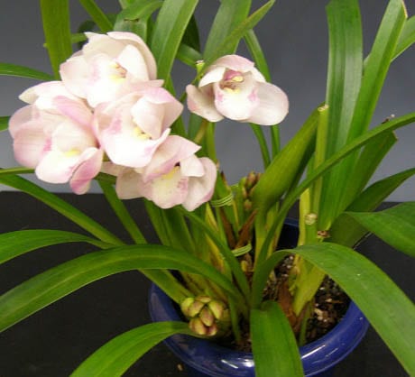 観葉植物 シンピジューム スカイミントパティ シンピジュームの中古が 観葉植物　シンピジューム　スカイミントパティ