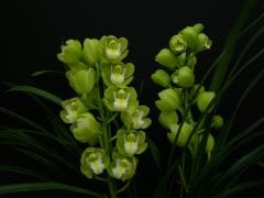 ����ӥ��塼�� ���󥶥�ӡ��� �ƥ���ɥ�ɡ�Cym.Enzab Beat ��Eldorado�ǡڲ֤ʤ�����