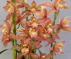 ӥ塼 󥶥ʥå ƥѥꥹCym.Enzan Knucle Paulistaǡڲ֤ʤ