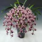 ����ӥ��塼�� �ǥܥ�磻�� �ƥߥꥪ��٥����<BR>Cym.Devon Wine ��Million Veil�ǡڲ֤ʤ�����