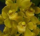 ����ӥ��塼�� ���륭��������� �ƥ������������ɡ�<BR>Cym.Silky Wind ��Yellow Card�ǡڲ֤ʤ�����