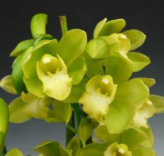 ����ӥ��塼�� ���ꥹ�ӥ塼�ƥ��� �ƥ��꡼��ǥ���Cym.Alice Beauty ��Green Day�ǡڲ֤ʤ�����