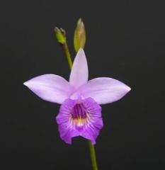 �����ǥ��� �Х�֥��ե��ꥢArundia bambusifolia�ڲ֤ʤ�����