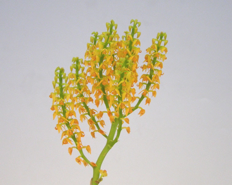 �ݥꥹ������ �ѥ˥���顼��Pol.paniculata�ڲ֤ʤ����ۡڸ����