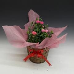 ������������ߥå��������͡������  ������åԥ��դ��ڥ��եȸ������ʡ�����̵����