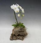 ���륯�����ȡ��ߥǥ���ĳ������ڥ��ե��б����ʡ�����̵����