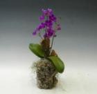 ���륯�����ȡ���ĳ�����ޥ�ƥ󥳥���1��Ω���ڥ��ե��б����ʡ�����̵����