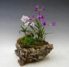 ���륯�����ȡ��ߥ˥ǥ�ե��졡2���ڥ��ե��б����ʡ�����̵����