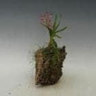 ���륯�����ȡ��ԡ��������ڥ��ե��б����ʡ�����̵����