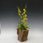 ���륯�����ȡ����󥷥��塼�ࡡ����Ω���ڥ��եȸ������ʡ�����̵����