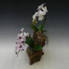 ���륯������ ��ȩ�θ�ĳ�����ߥǥ���ĳ��2�����󥸥��ڥ��ե��б����ʡ�����̵����