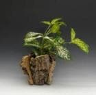 륯ȡåɥե-ʡڥեбʡ̵