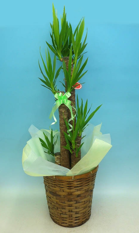 ユッカ 8号鉢 バスケット付