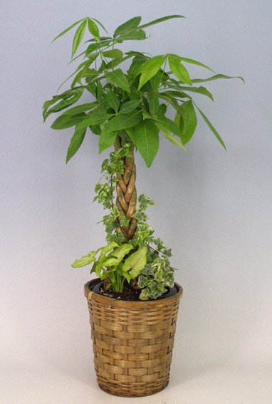 観葉植物　パキラ　鉢付き パキラ(発財樹)7号鉢 観葉寄せ植えアレンジ かご・受け皿付【ギフト