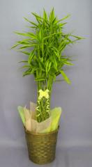 ���տ�ʪ�ɥ饻�� ����ǥꥢ���� �������� �ߥꥪ��Х�֡� ��å����Х�֡� 8��ȭ �㤫�� �������դ� �֥饦��Х����å� �⤵90��120cm���� �淿 �緿 ����ƥꥢ���꡼�� ���ե�