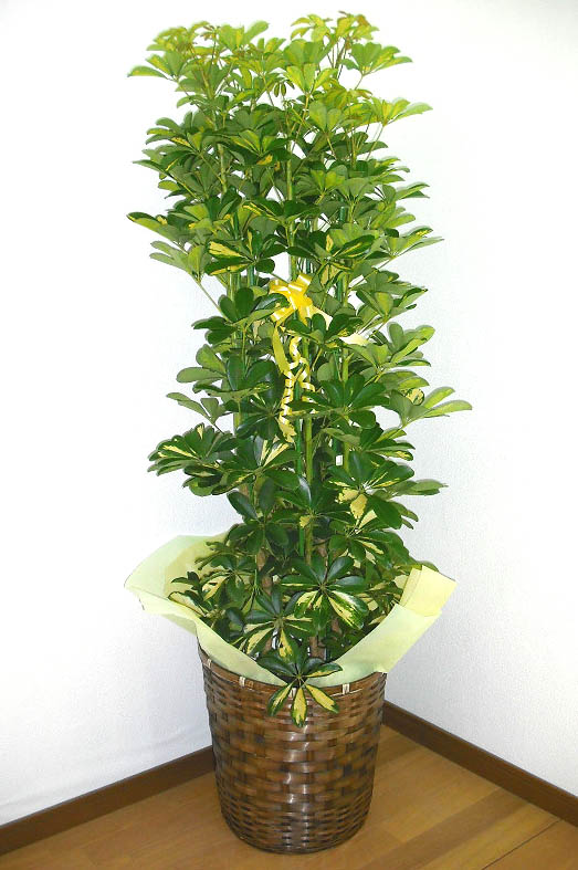 観葉植物 シェフレラ ホンコン 斑入り カポック 10号鉢 茶かご 受け皿付き ブラウンバスケット 高さ150〜180cm程度 大型 インテリアグリーン ギフト 寒さに強い 観葉植物 大型 シェフレラ 青 ホンコンカポック 10号