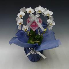 ���������ϡ��ȸ�ĳ�����ߥǥ�����ڥ��ե��б����ʡ�����̵����