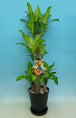 տʪ ʡ ɥ饻 ե쥰 ޥå󥲥 8ȭ ȭ դ 饢ȭ 򲽾 ⤵100120cm 淿 緿 ƥꥢ꡼ ե