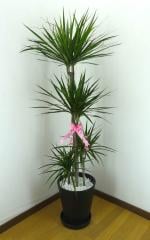 �ɥ饻�ʡ����󥷥�͡���ǯ���ڡˡ�������ȭ������ȭ���������դ������饢����ȭ�����Хޥ���󥰡����տ�ʪ�ڥ��ե��б����ʡ�����̵����