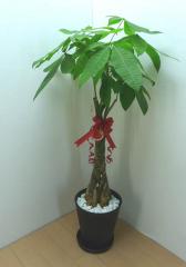 �ѥ��� �������ƥ���������ȭ������ȭ���������դ������饢����ȭ�����Хޥ���󥰡����տ�ʪ�ڥ��ե��б����ʡ�����̵����