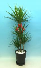 ɥ饻ʡ󥷥͡ȭȭդ饢ȭХޥ󥰡տʪڥեбʡ̵