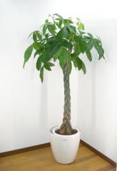 ���տ�ʪ �ѥ��� ȯ��� 10��ȭ ��饹�����ݥå� �������դ� �⤵160��180cm���� �緿 ����ƥꥢ���꡼�� ���ե�