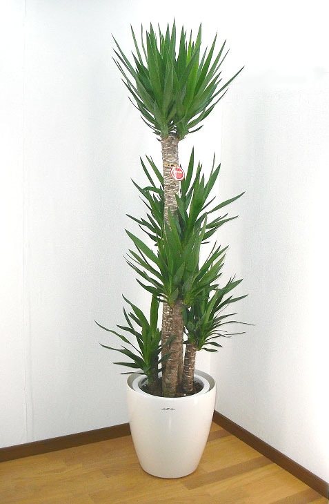 観葉植物 ユッカ エレファンティペス 青年の樹 10号鉢 白ラスター