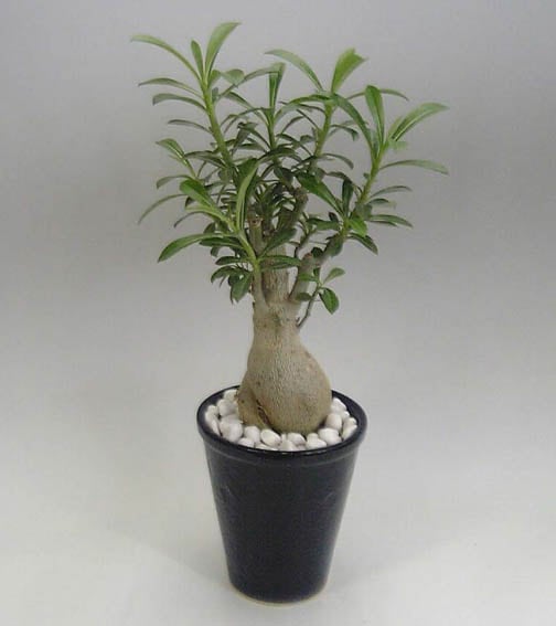 石アート アデニウム【ギフト対応商品 送料無料】 | 石アート