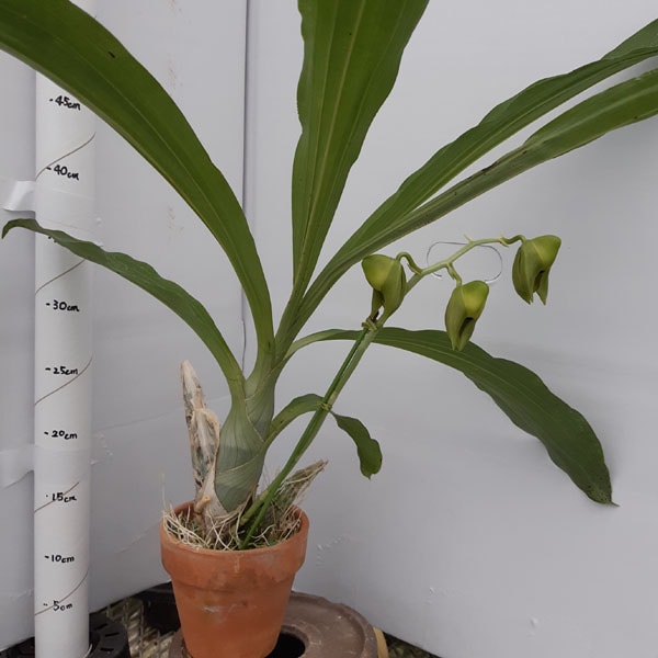 �ڲ֤ʤ����� ���������� �ǥ��쥯���� Ctsm.directum ���� ˧�ᤢ�� 3��ȭ 25cm ���֥�����(BS)