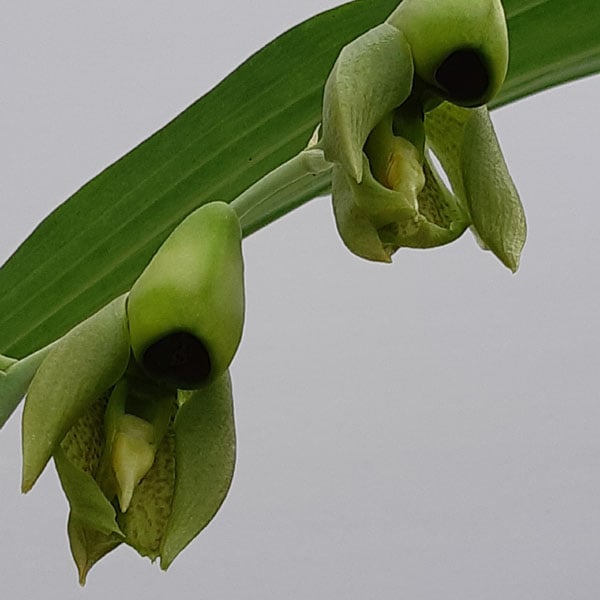 �ڲ֤ʤ����� ���������� �ǥ��쥯���� Ctsm.directum ���� ˧�ᤢ�� 3��ȭ 25cm ���֥�����(BS)