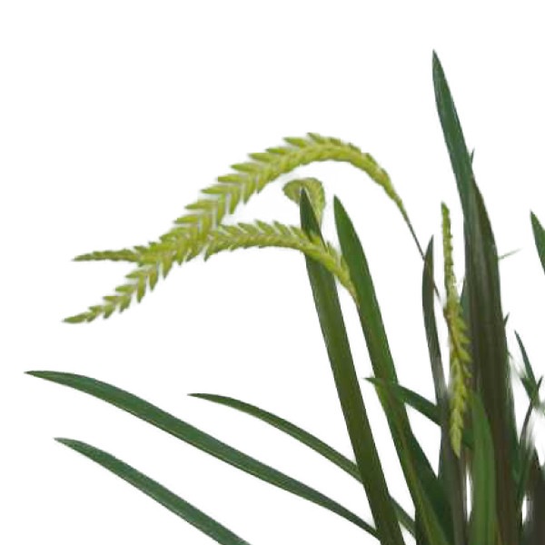 �ڲ֤ʤ����� �ǥ�ɥ������ ���饯�˥ƥ� Dendrochilum arachnites ���� ˧�ᤢ�� 3��ȭ 25cm ���֥�����(BS)