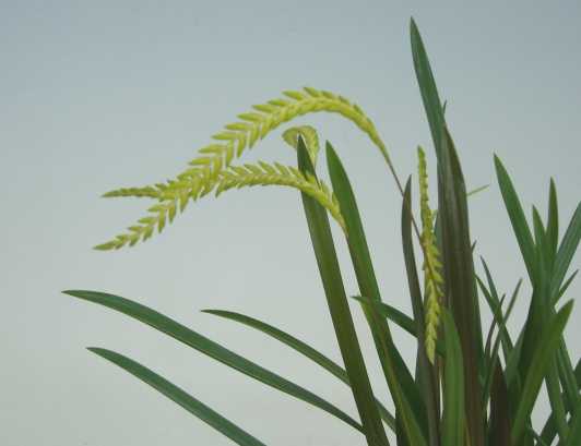 �ڲ֤ʤ����� �ǥ�ɥ������ ���饯�˥ƥ� Dendrochilum arachnites ���� ˧�ᤢ�� 3��ȭ 25cm ���֥�����(BS)