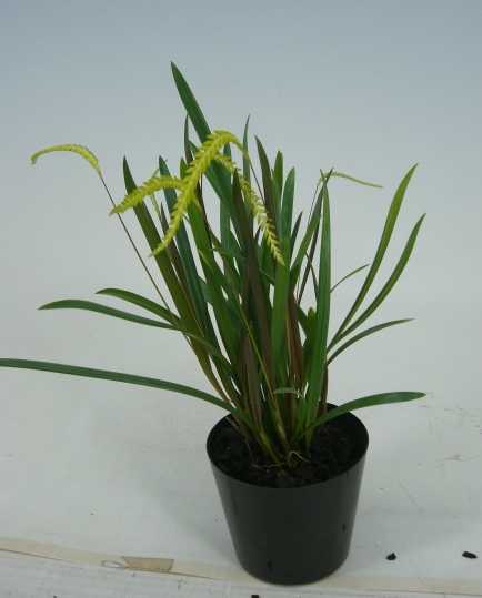 �ڲ֤ʤ����� �ǥ�ɥ������ ���饯�˥ƥ� Dendrochilum arachnites ���� ˧�ᤢ�� 3��ȭ 25cm ���֥�����(BS)