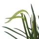 �ڲ֤ʤ����� �ǥ�ɥ������ ���饯�˥ƥ� Dendrochilum arachnites ���� ˧�ᤢ�� 3��ȭ 25cm ���֥�����(BS)