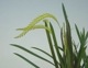 �ڲ֤ʤ����� �ǥ�ɥ������ ���饯�˥ƥ� Dendrochilum arachnites ���� ˧�ᤢ�� 3��ȭ 25cm ���֥�����(BS)