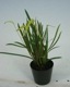 �ڲ֤ʤ����� �ǥ�ɥ������ ���饯�˥ƥ� Dendrochilum arachnites ���� ˧�ᤢ�� 3��ȭ 25cm ���֥�����(BS)