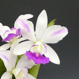 �ڲ֤ʤ����� ���ȥ쥢 ������ �ƥե�ᥢ���ʥߡ� C.(Lc.)Dakao ��Flamea Enami�� ���ۼ� ˧�ᤢ�� 3��ȭ 30cm ���֥�����(BS)